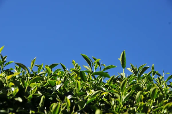 福壽梨山高冷茶