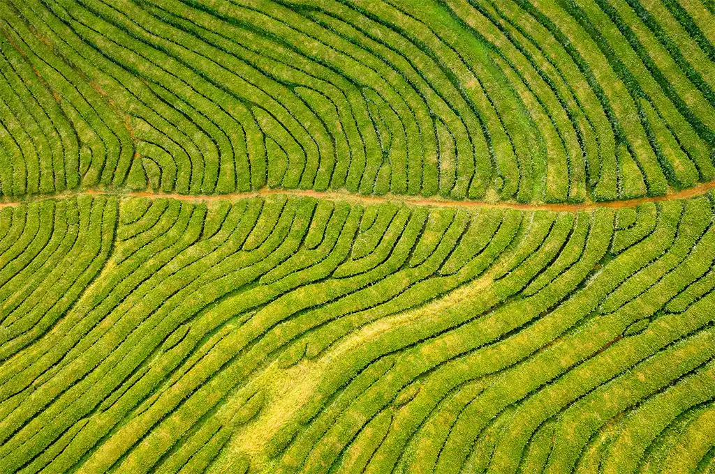 兒茶素只有綠茶有嗎