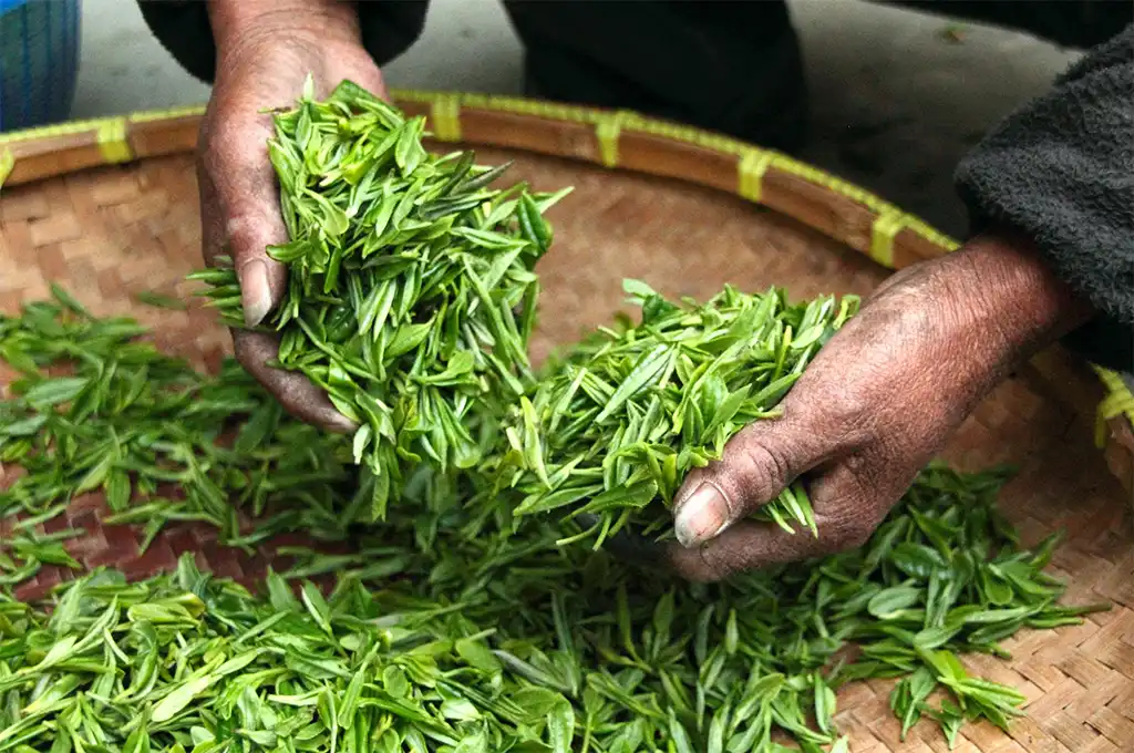 兒茶素最多的綠茶是哪一種？