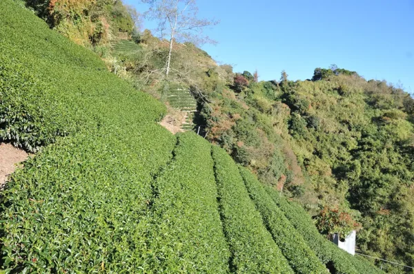 合歡山高冷茶