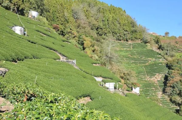 合歡山高冷茶