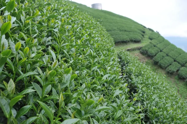 合歡山高冷茶