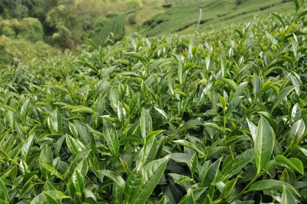 合歡山高冷茶