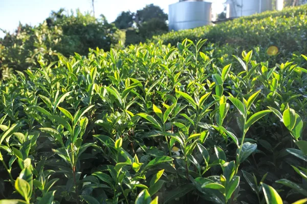 翠峰高冷茶