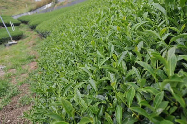 樟樹湖茶