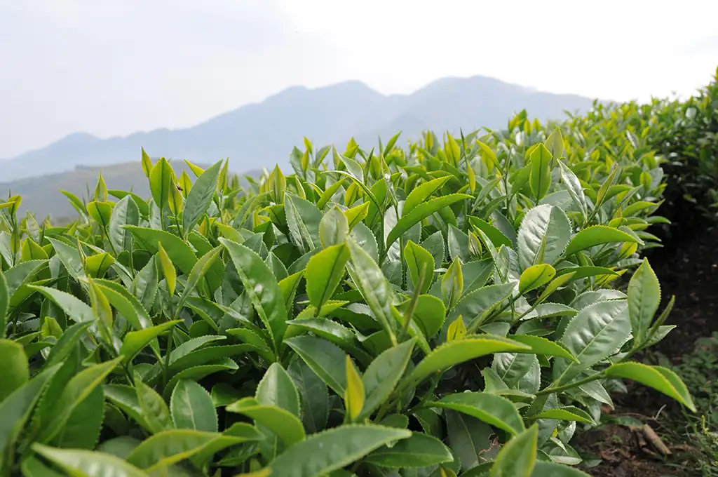 台茶12號是指哪一種品種的茶？