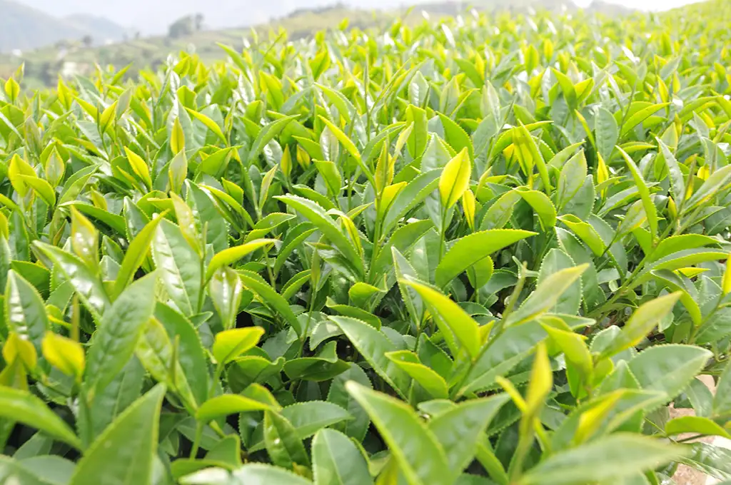 台茶12號是指哪一種品種的茶？