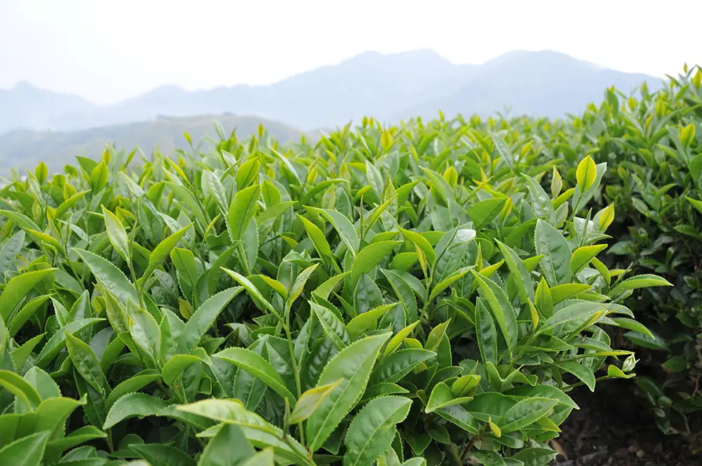 台茶12號金萱茶