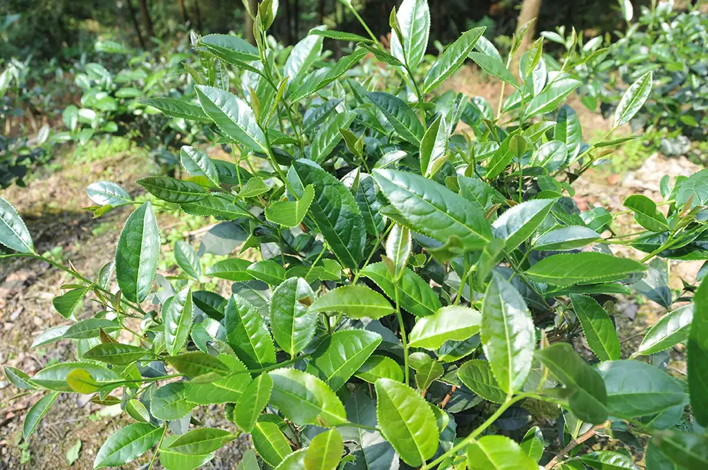 台茶13號翠玉茶