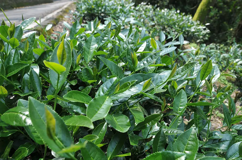 台茶13號翠玉茶