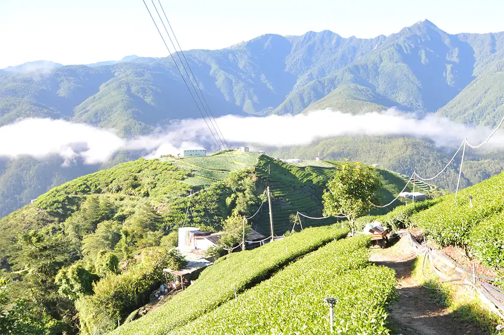 賣茶葉好賺嗎