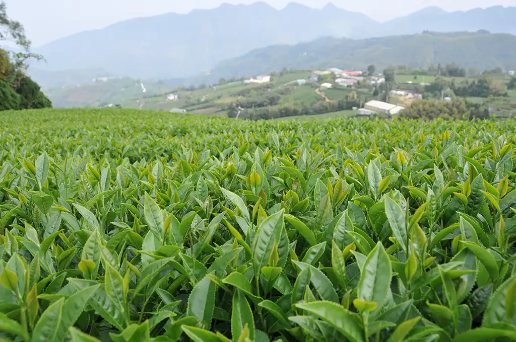 金萱27是什麼茶