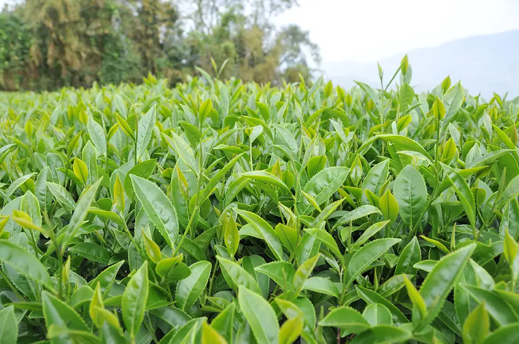 金萱是什麼茶