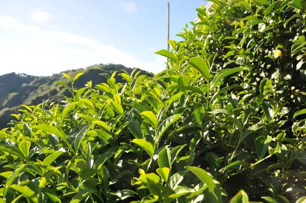 龍鳳峽高冷茶