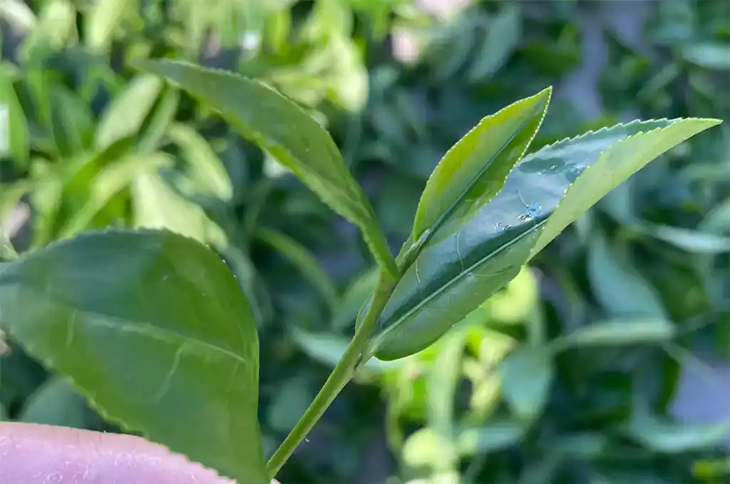 台茶20號迎香茶