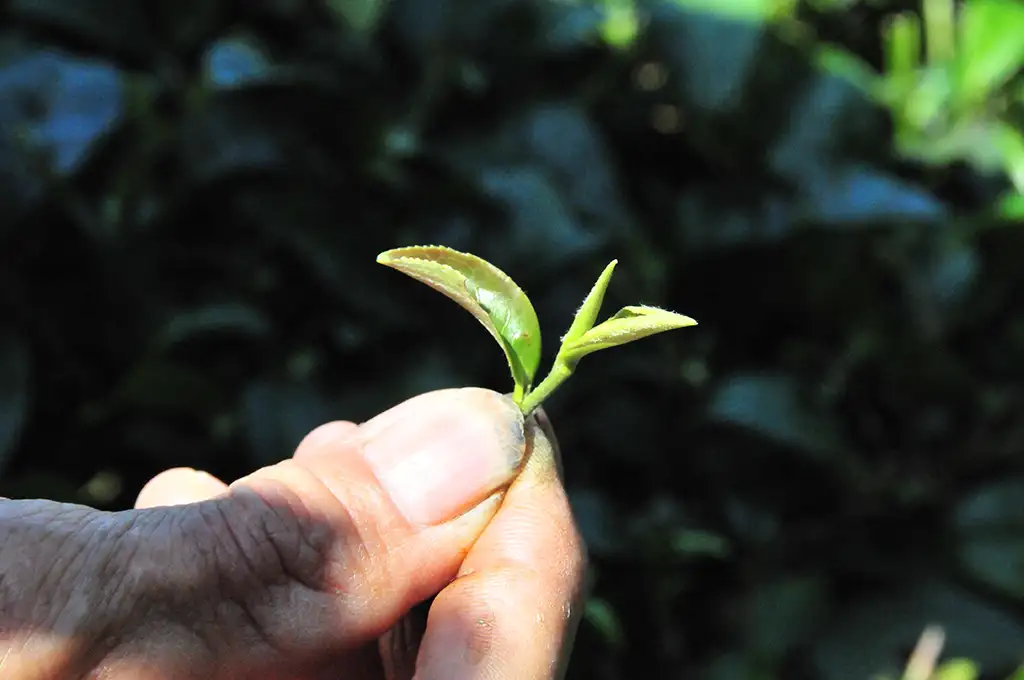 五色茶是什麼茶