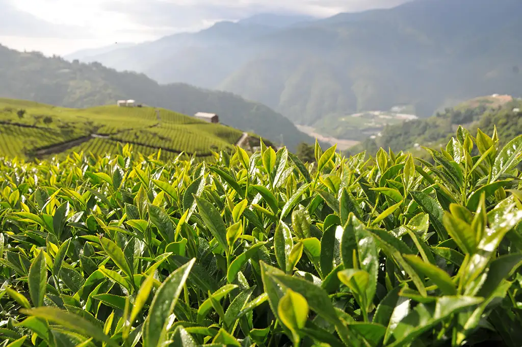 冬茶好還是春茶好