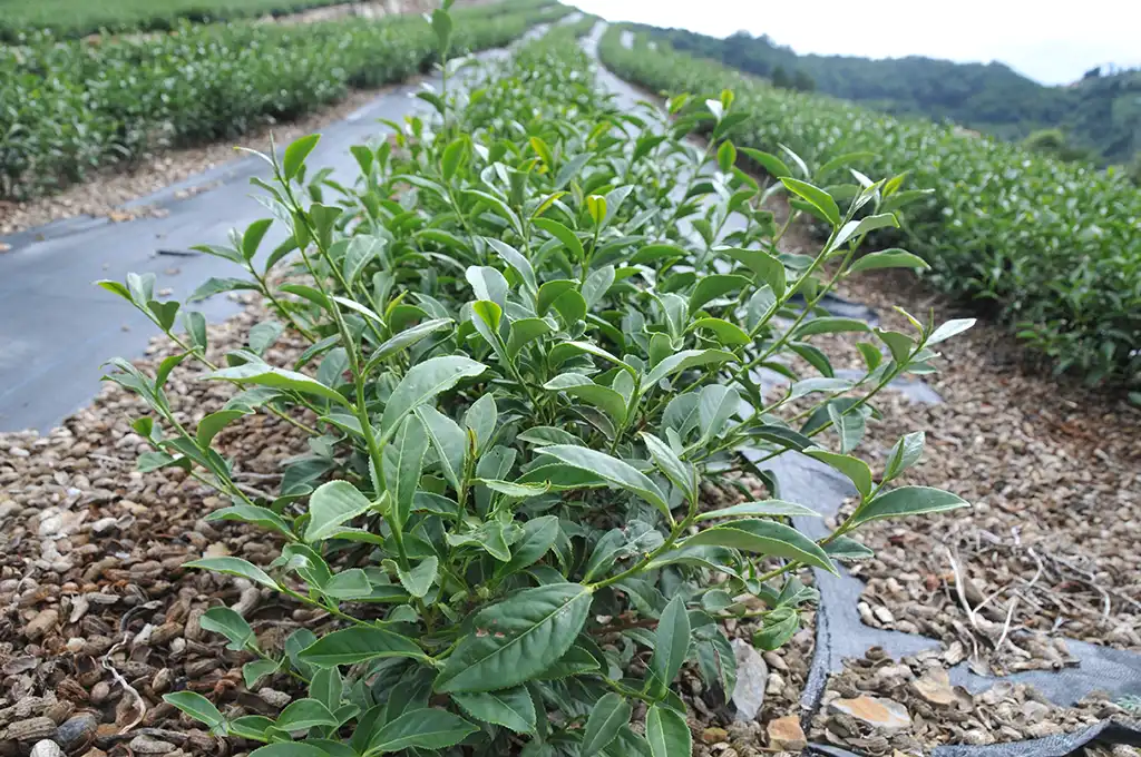 台灣常見茶樹品種