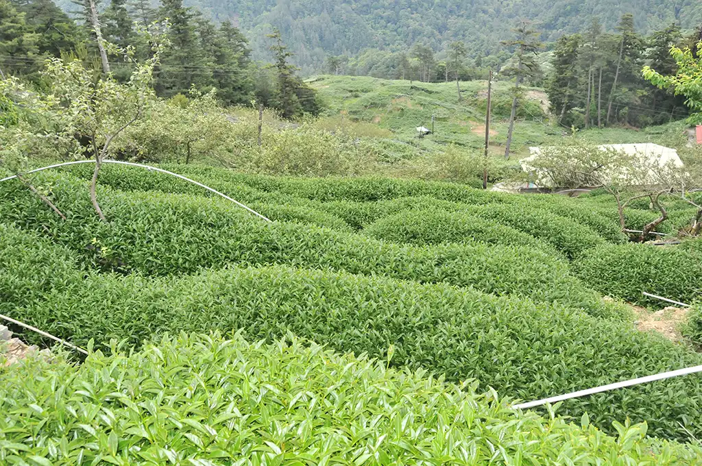 大禹嶺茶介紹