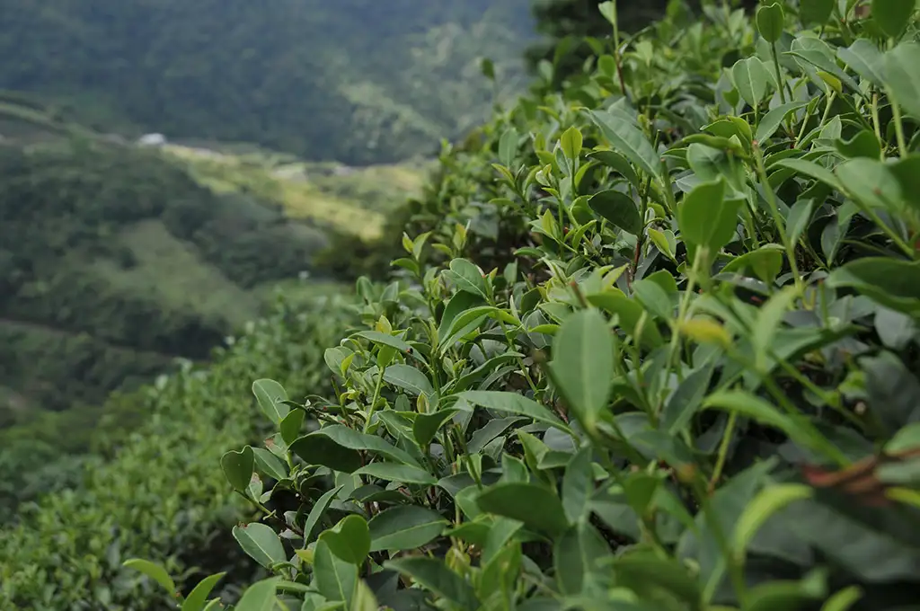 東方美人茶和蜜香紅茶的區別