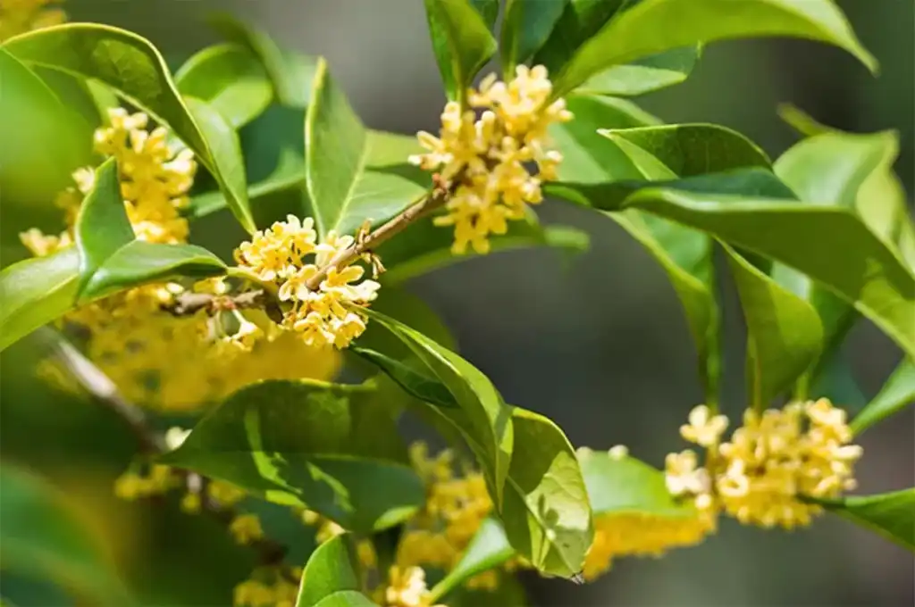 桂花烏龍是什麼茶