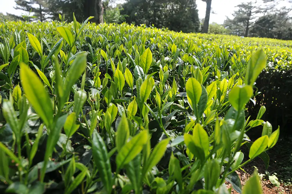 梨山茶品種