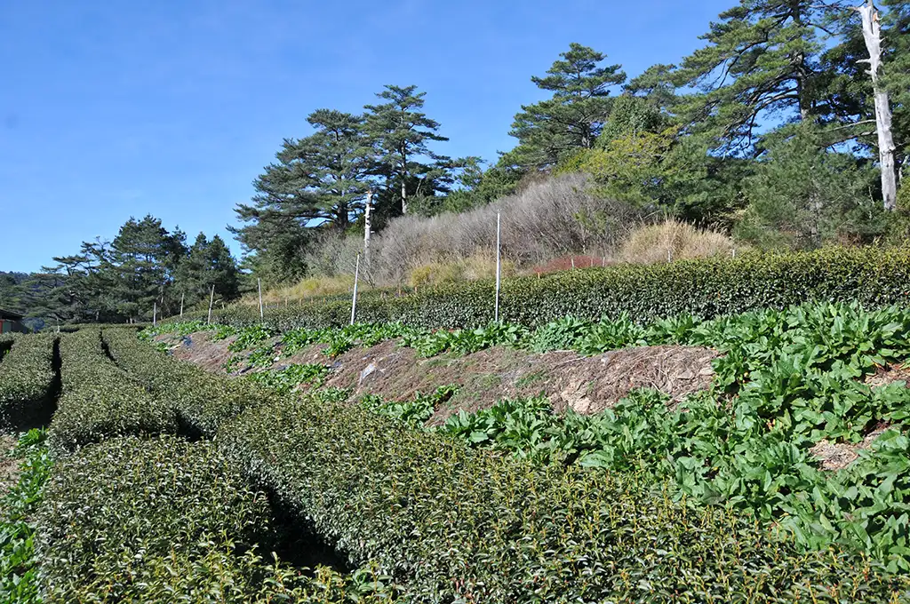 梨山茶品種