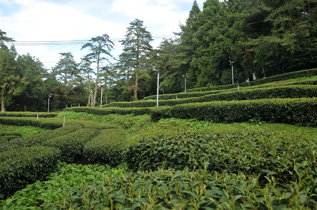 梨山茶等級