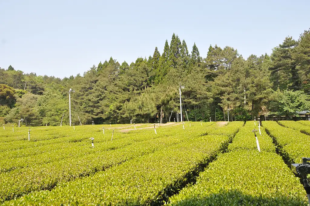 梨山茶葉