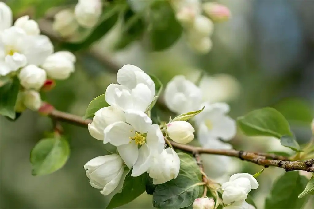 窨花茶