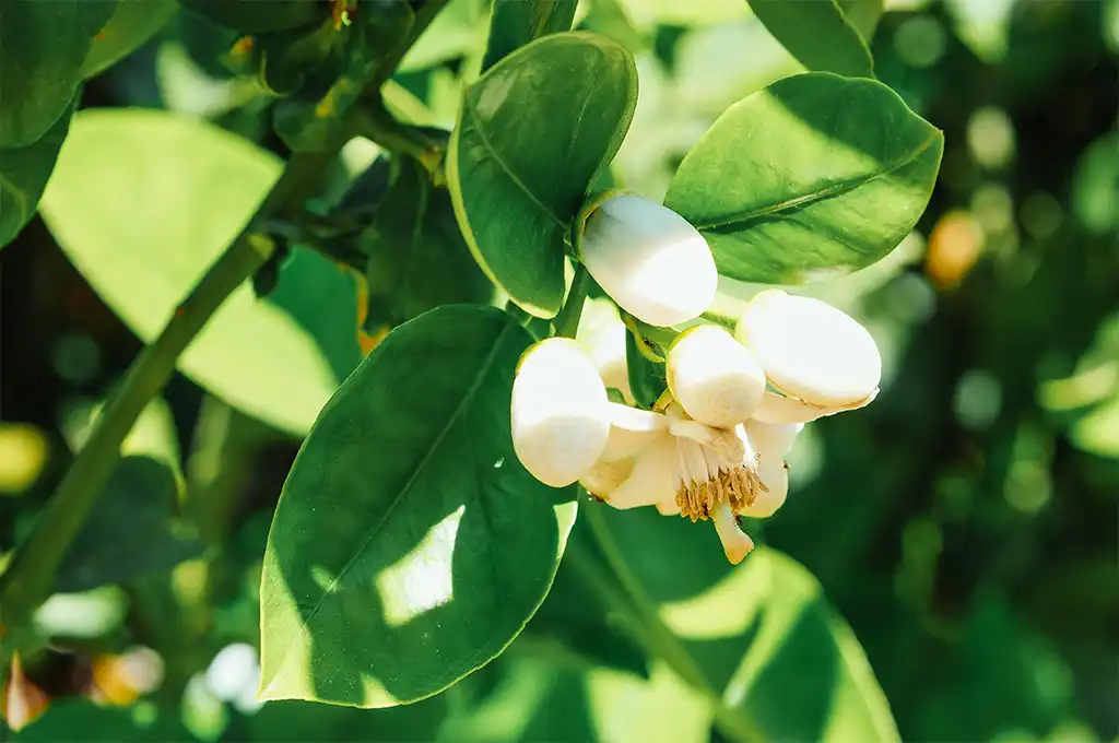 茉莉香片是什麼茶