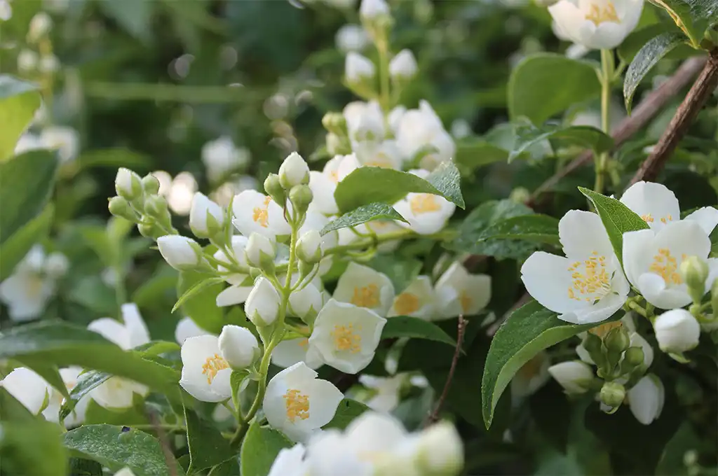 茉莉香片是綠茶嗎