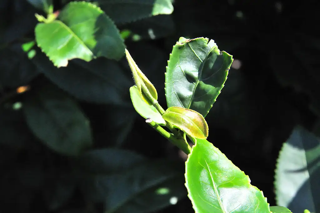 蜓仔茶是什麼茶