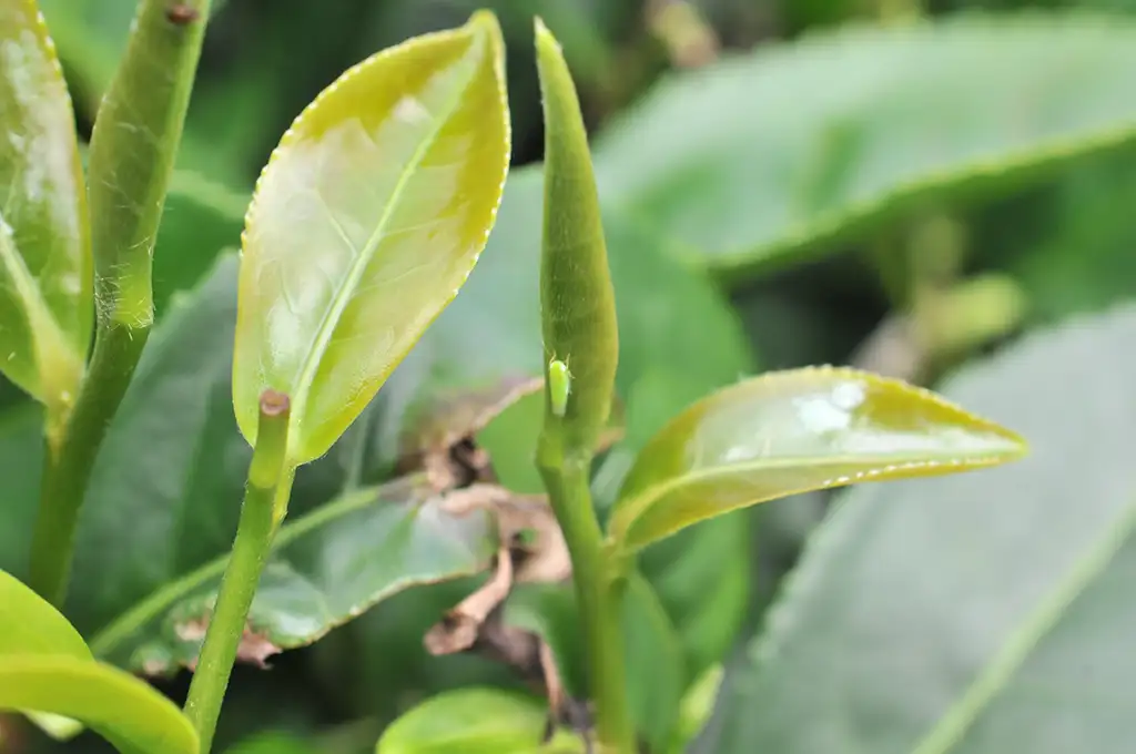 蜜香紅茶介紹