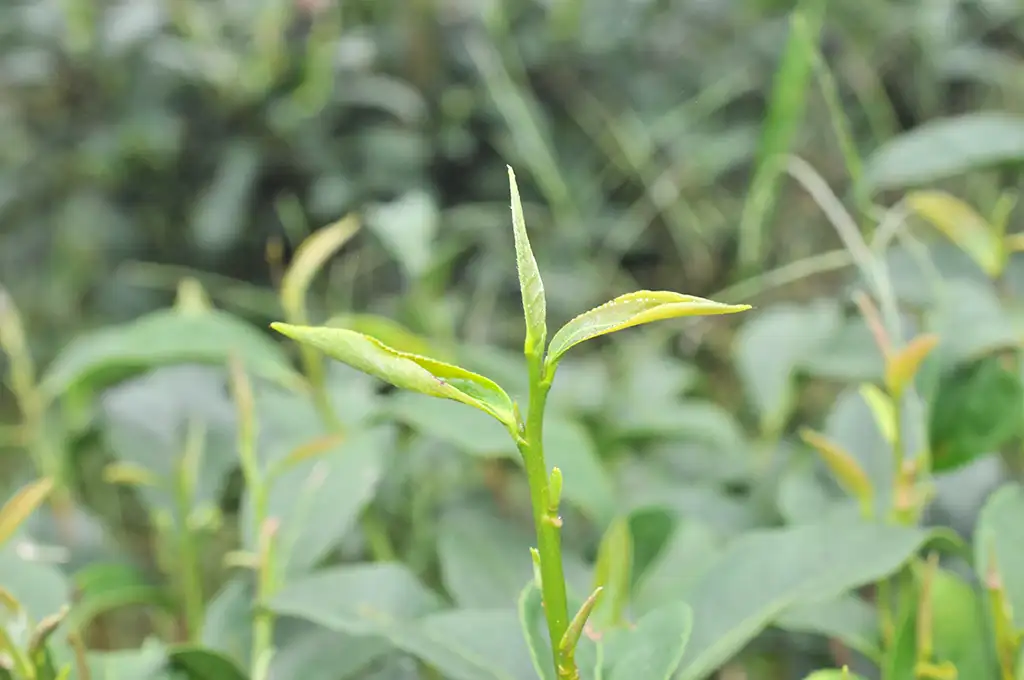 蜜香紅茶價錢