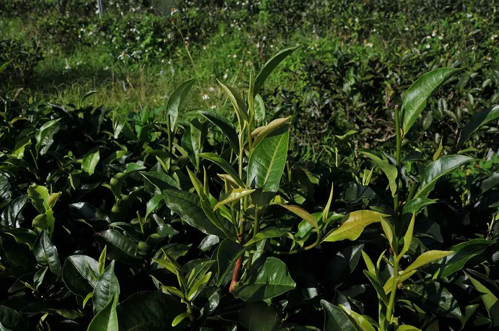 蜜香紅茶功效