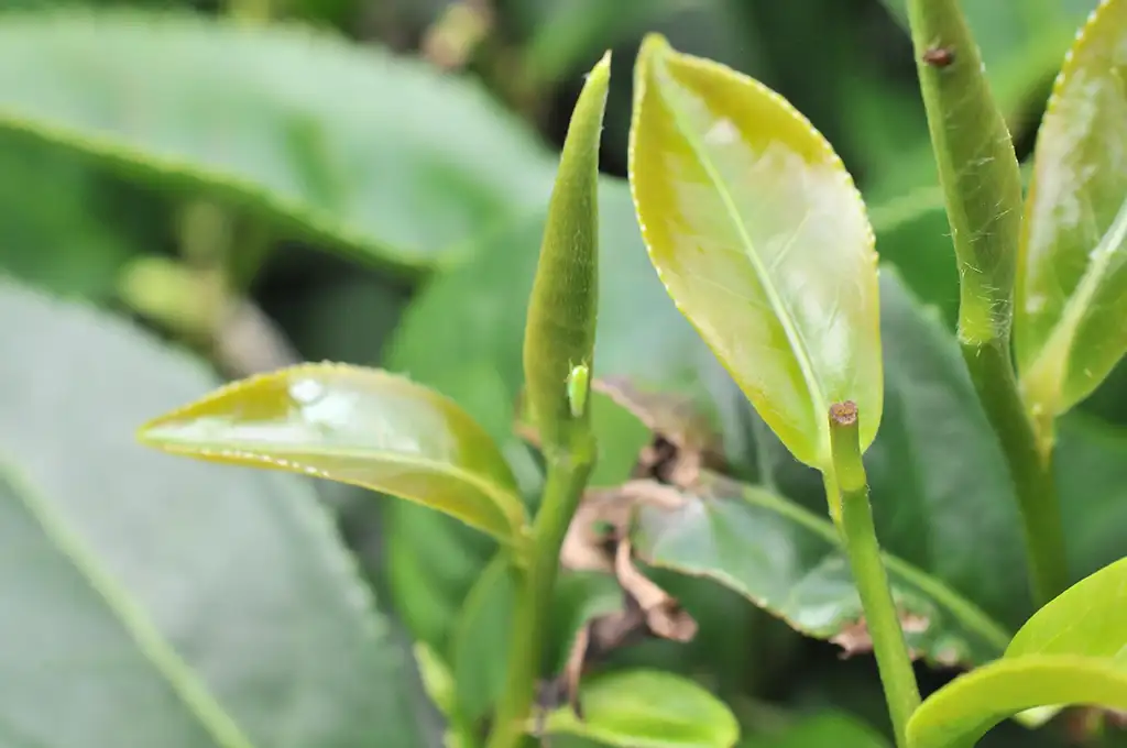 蜜香紅茶是什麼茶