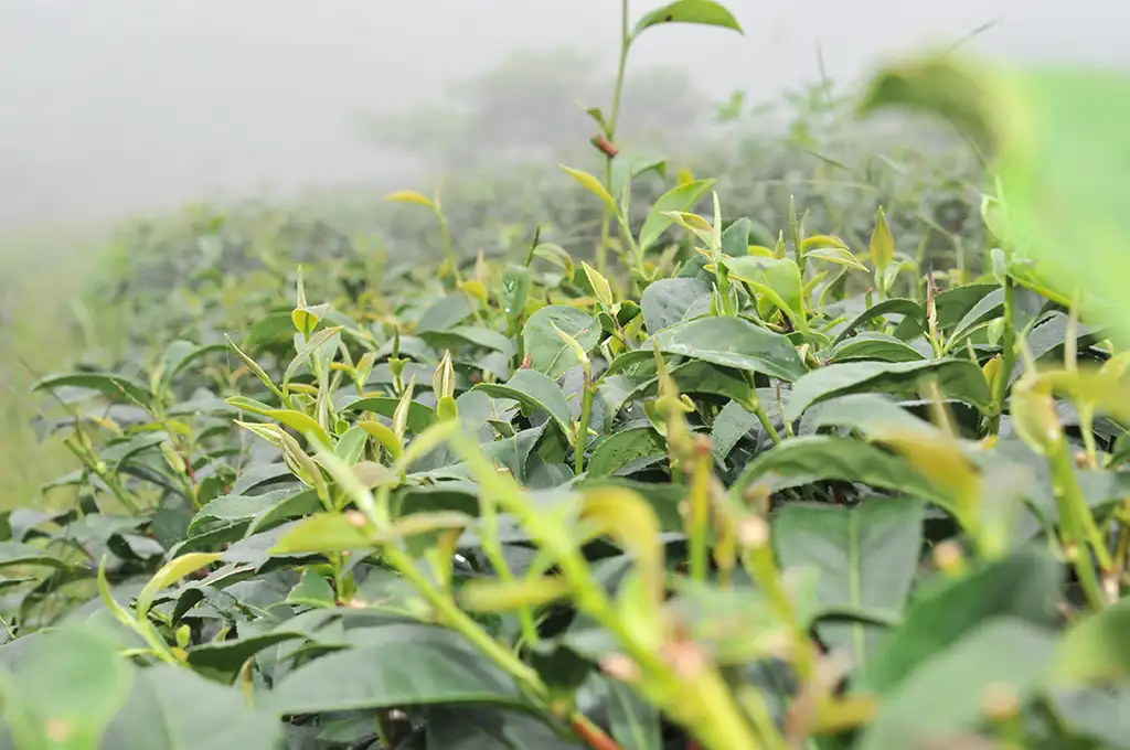 蜜香紅茶是什麼茶