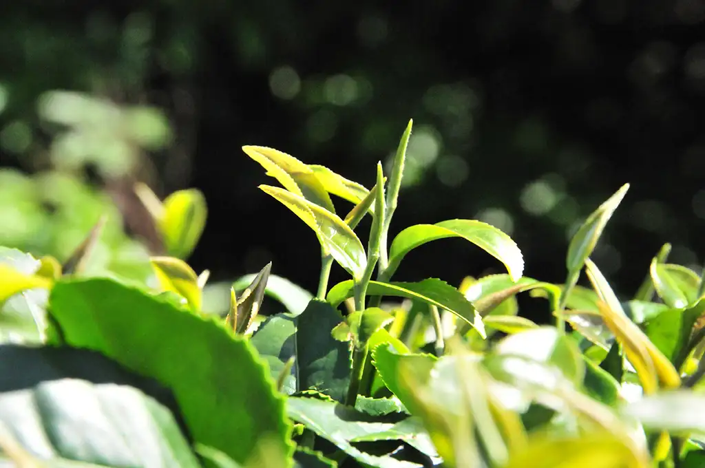 蜜香紅茶是台茶幾號