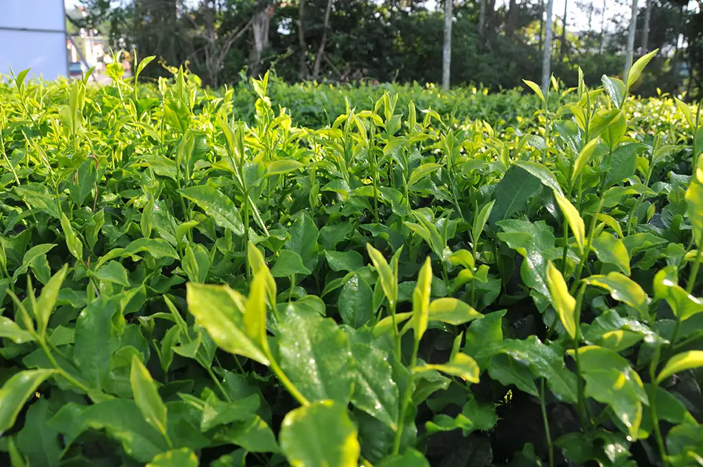 蜜香紅茶產地