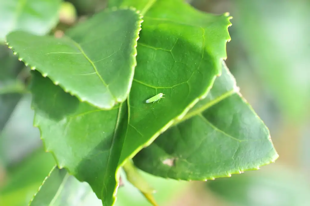 蜜香茶