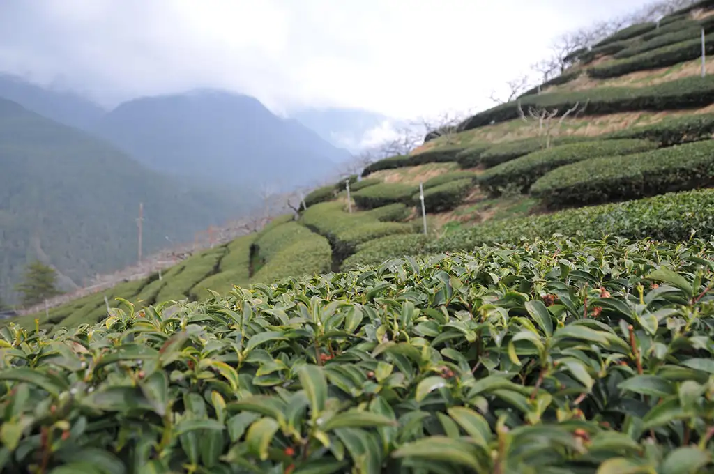 霜雪茶_霜降茶_雪片茶是什麼茶