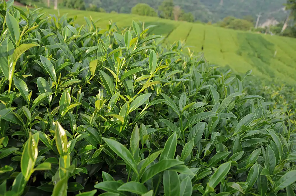 青心烏龍茶