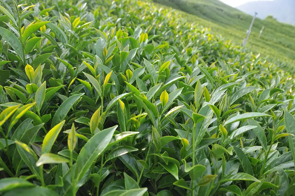 青心烏龍茶