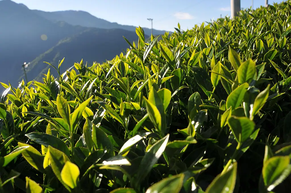 青心烏龍跟金萱茶這兩種茶樹的區別