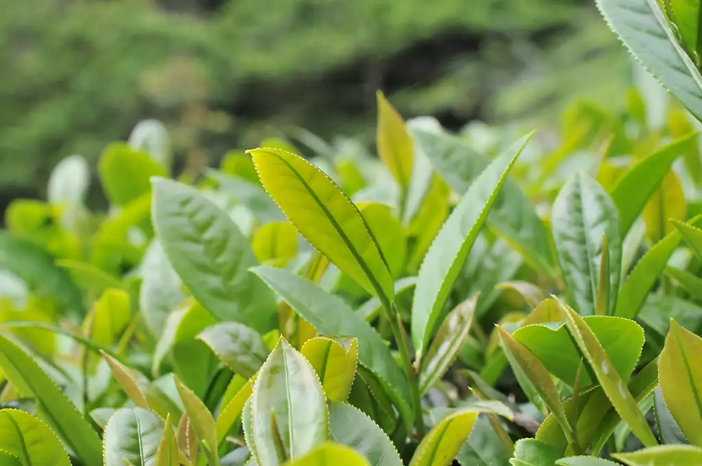 青心烏龍跟金萱茶這兩種茶樹的區別