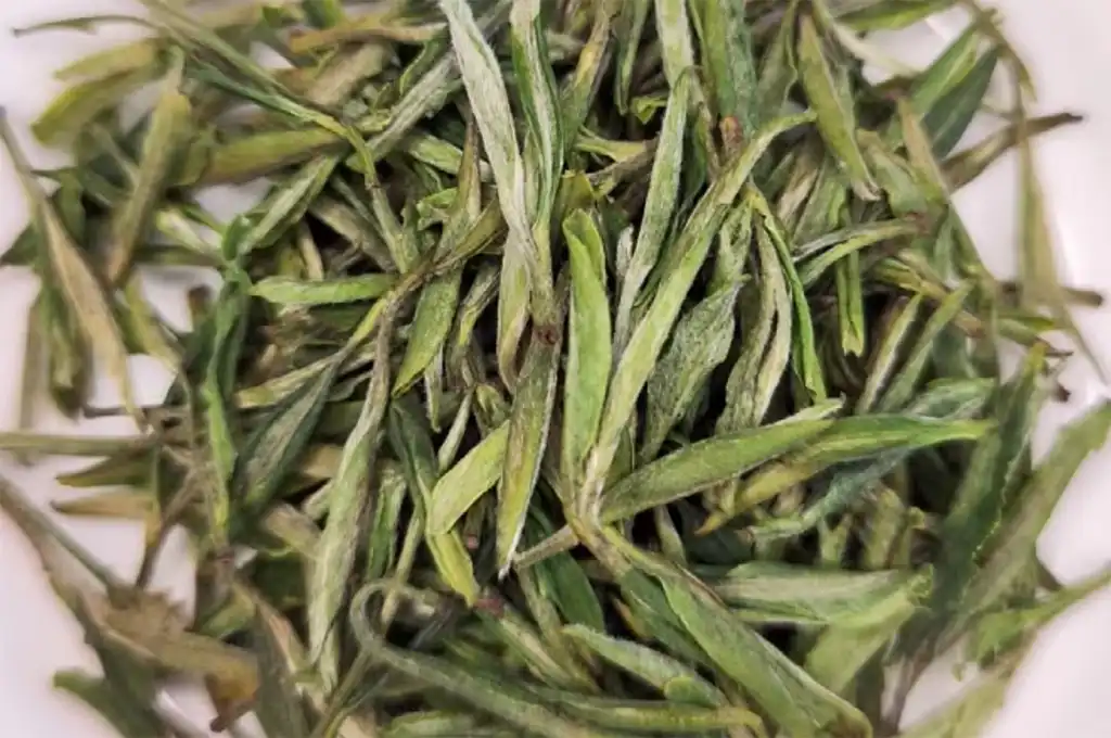 香片跟綠茶一樣嗎