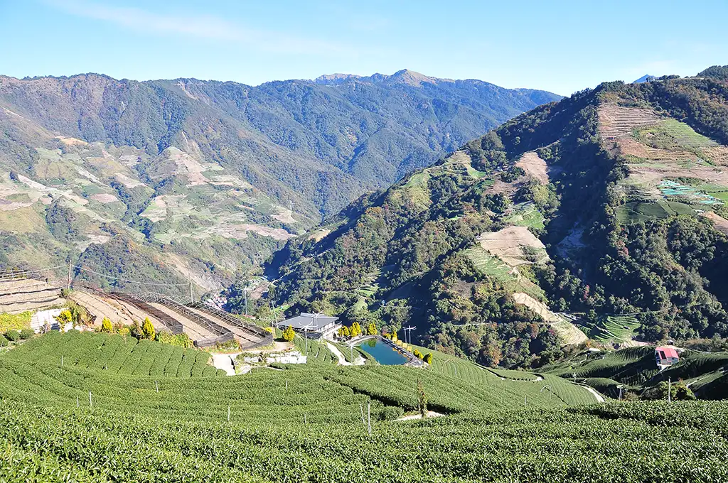 高山茶介紹