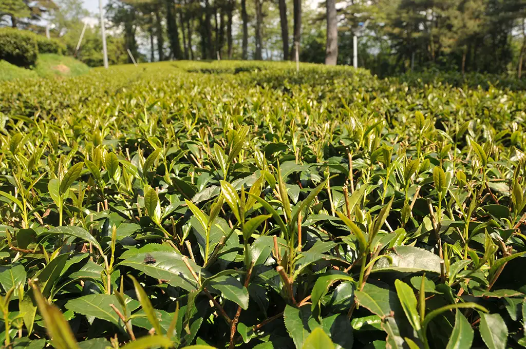 高山茶品種