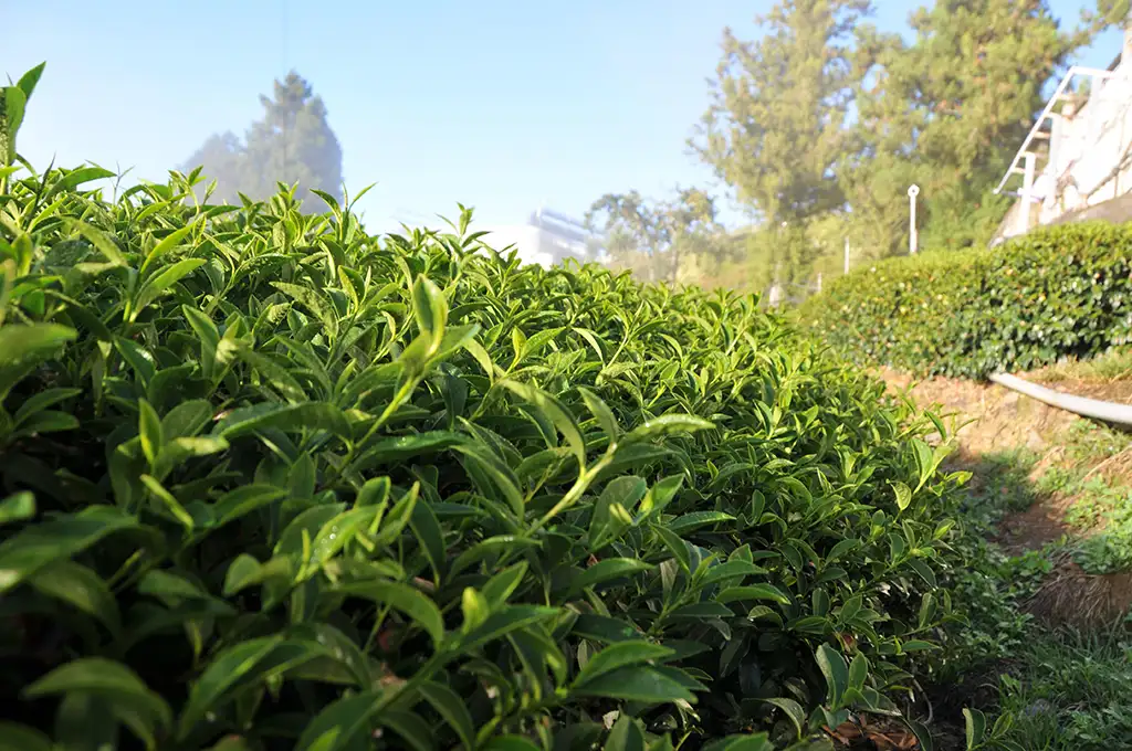 高山茶等級